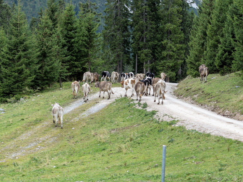 Almabtrieb 2017 Feldernalm/Obermieming