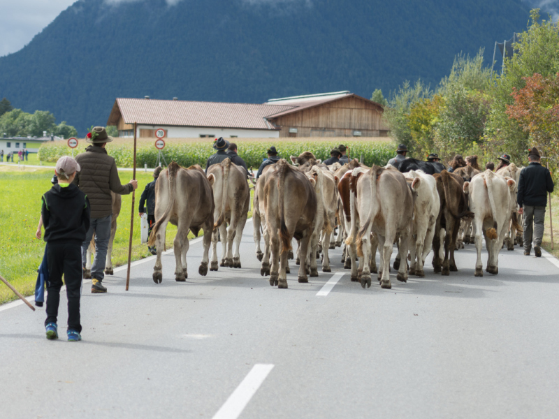 Almabtrieb 2017 Feldernalm/Obermieming
