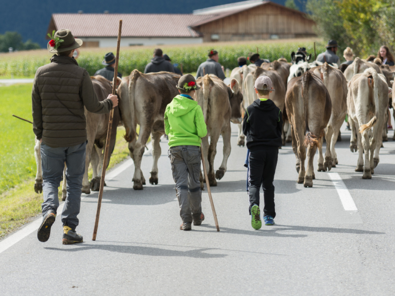 Almabtrieb 2017 Feldernalm/Obermieming