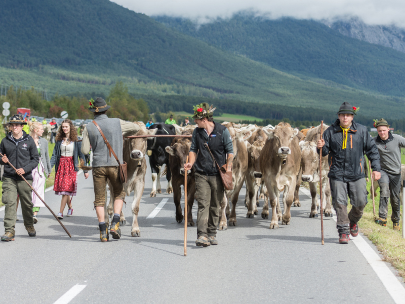 Almabtrieb 2017 Feldernalm/Obermieming