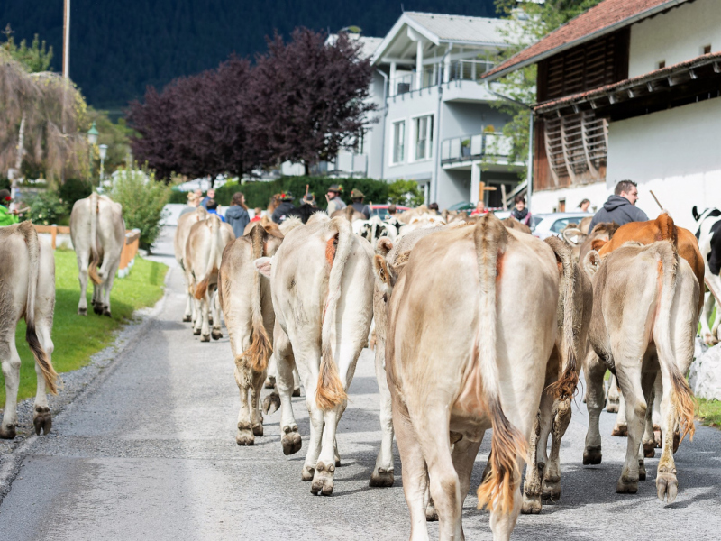 Almabtrieb 2017 Feldernalm/Obermieming