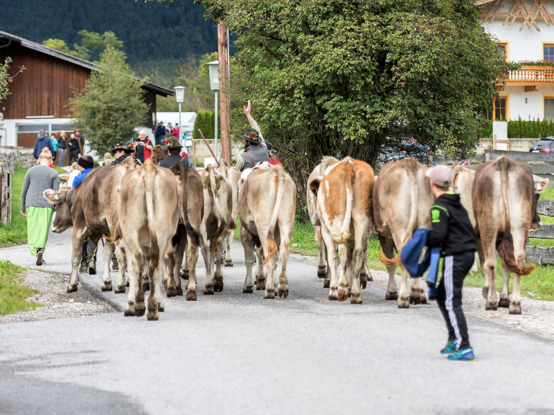Almabtrieb 2017 Feldernalm/Obermieming