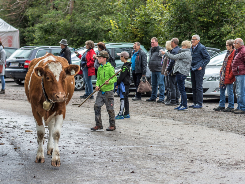 Almabtrieb 2017 Feldernalm/Obermieming