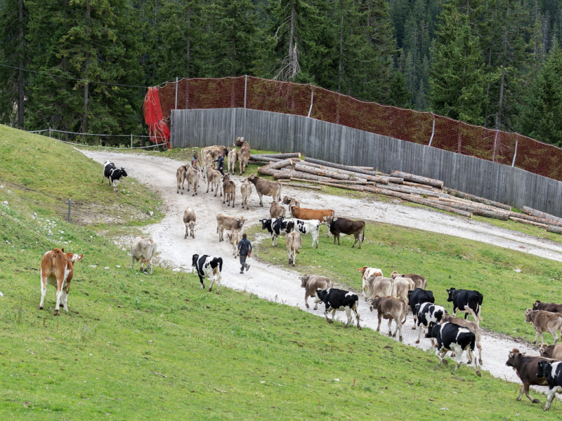 Almabtrieb 2017 Feldernalm/Obermieming