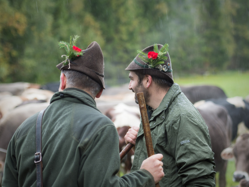 Almabtrieb 2017 Feldernalm/Obermieming