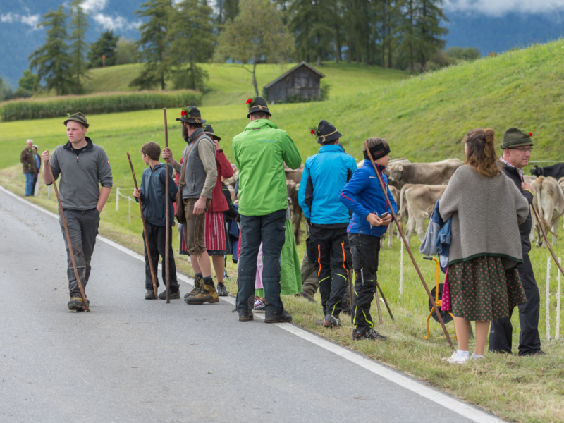 Almabtrieb 2017 Feldernalm/Obermieming