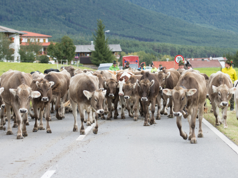 Almabtrieb 2017 Feldernalm/Obermieming