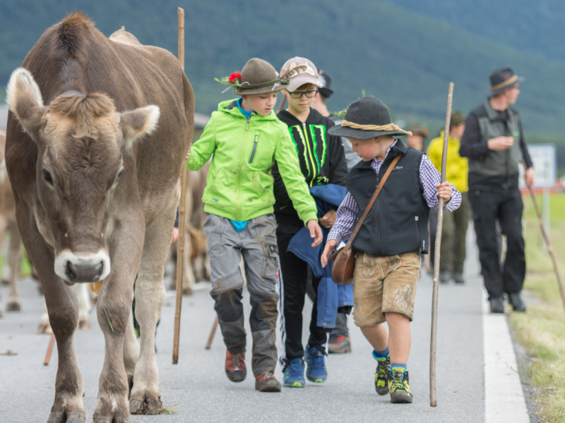 Almabtrieb 2017 Feldernalm/Obermieming
