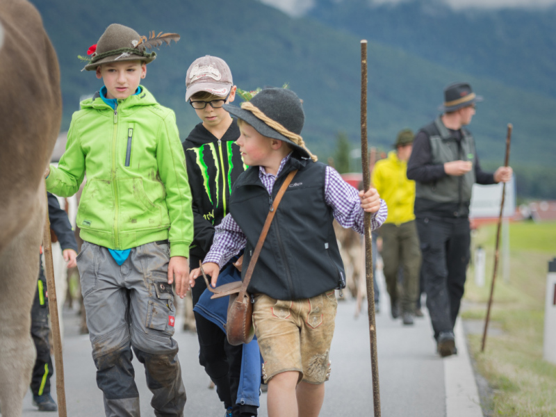 Almabtrieb 2017 Feldernalm/Obermieming