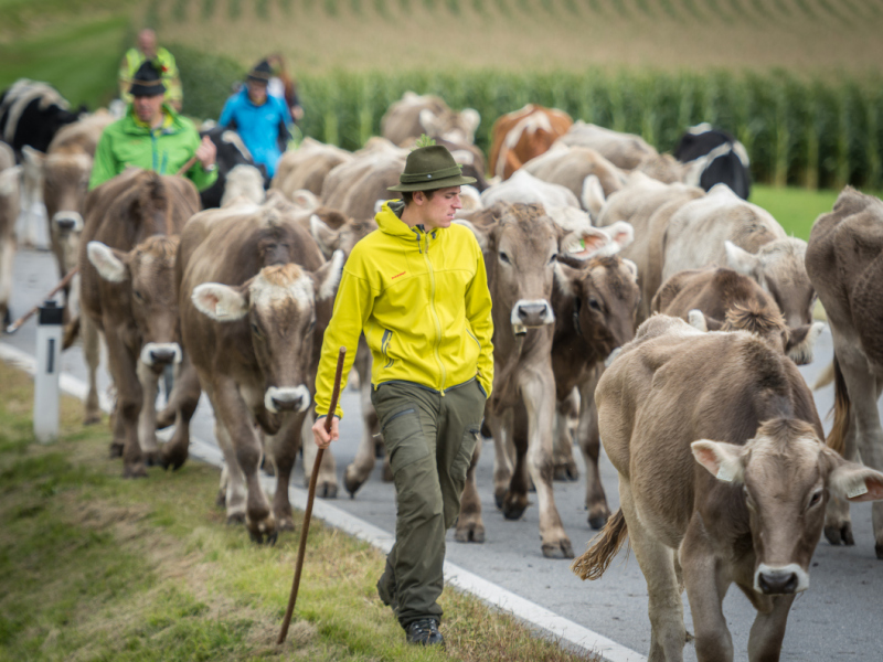 Almabtrieb 2017 Feldernalm/Obermieming