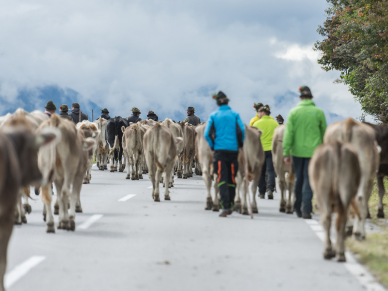 Almabtrieb 2017 Feldernalm/Obermieming