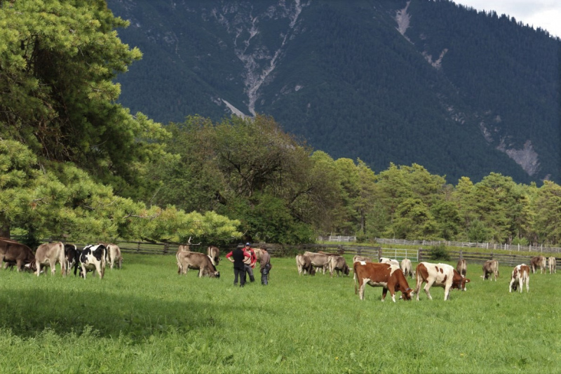 Almabtrieb Feldereralpe 2013 – „So wie seit 100 Jahren“