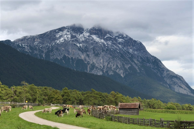 Almabtrieb Feldereralpe 2013 – „So wie seit 100 Jahren“