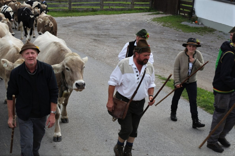 Almabtrieb Feldereralpe 2013 – „So wie seit 100 Jahren“
