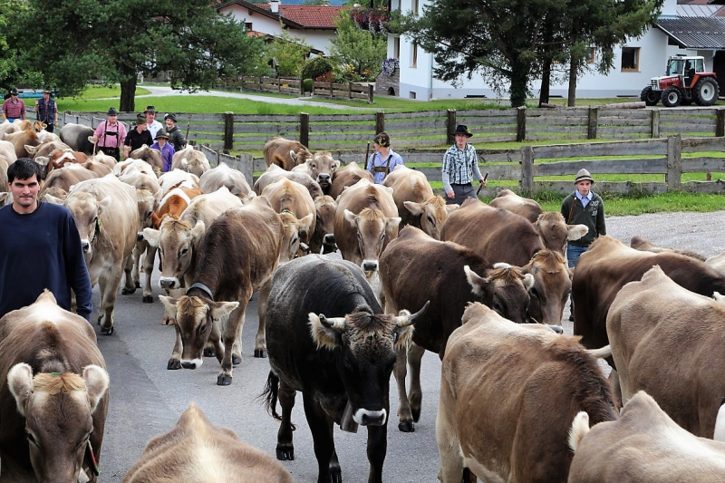 Almabtrieb Feldereralpe 2013 – „So wie seit 100 Jahren“