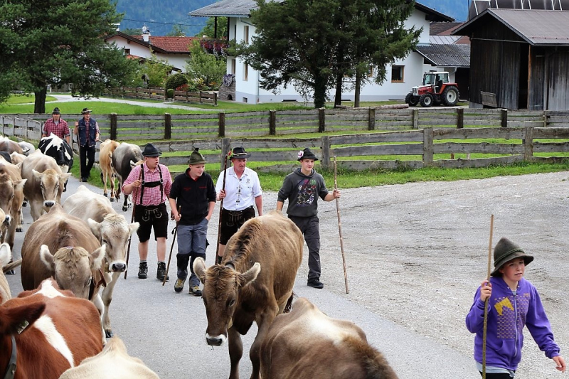 Almabtrieb Feldereralpe 2013 – „So wie seit 100 Jahren“
