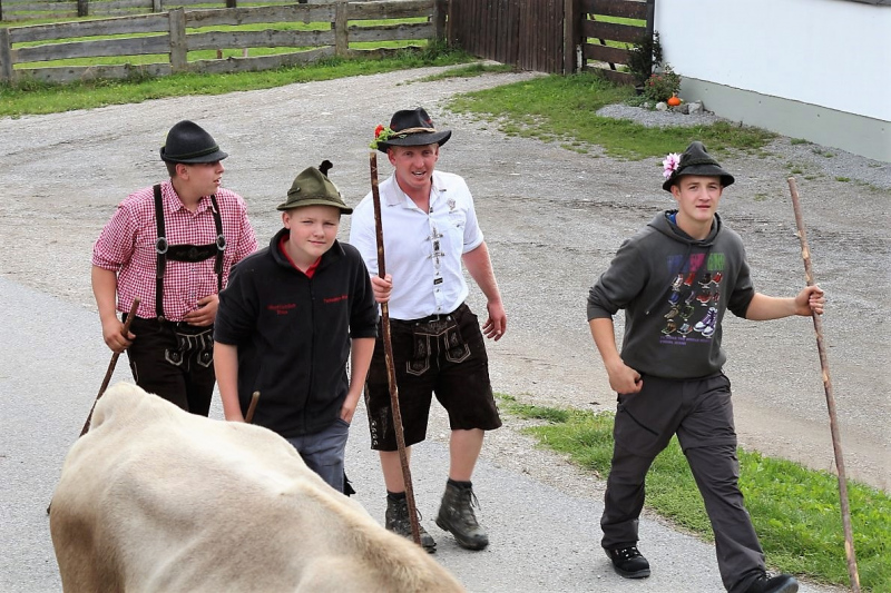 Almabtrieb Feldereralpe 2013 – „So wie seit 100 Jahren“