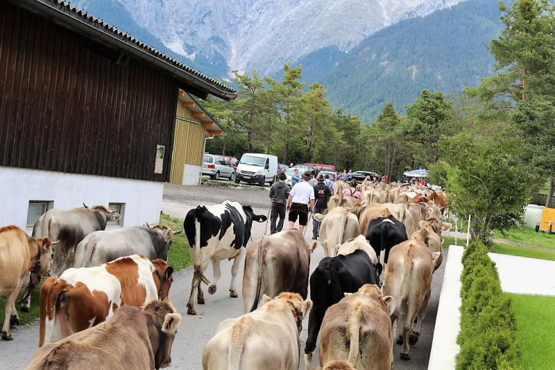 Almabtrieb Feldereralpe 2013 – „So wie seit 100 Jahren“