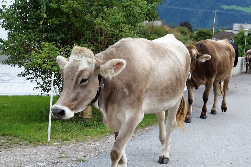 Almabtrieb Feldereralpe 2013 – „So wie seit 100 Jahren“