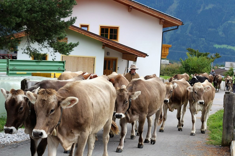 Almabtrieb Feldereralpe 2013 – „So wie seit 100 Jahren“