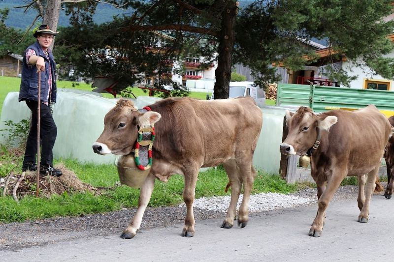 Almabtrieb Feldereralpe 2013 – „So wie seit 100 Jahren“50