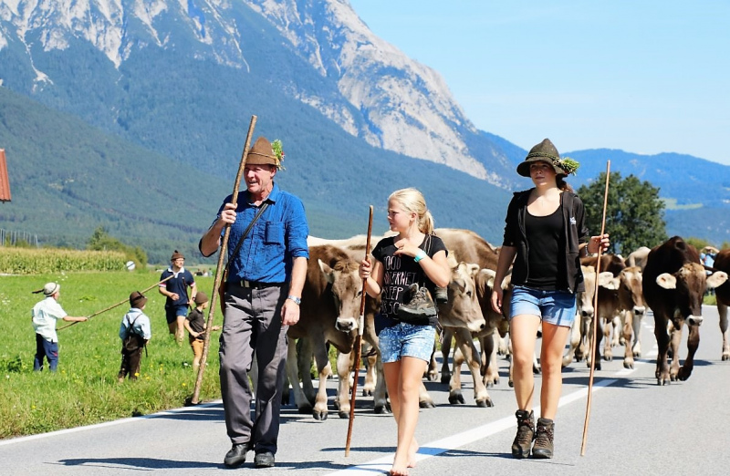 Almabtrieb Hochfeldern Alm 2015