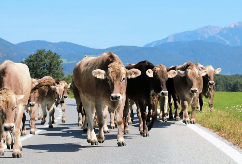 Almabtrieb Hochfeldern Alm 2015
