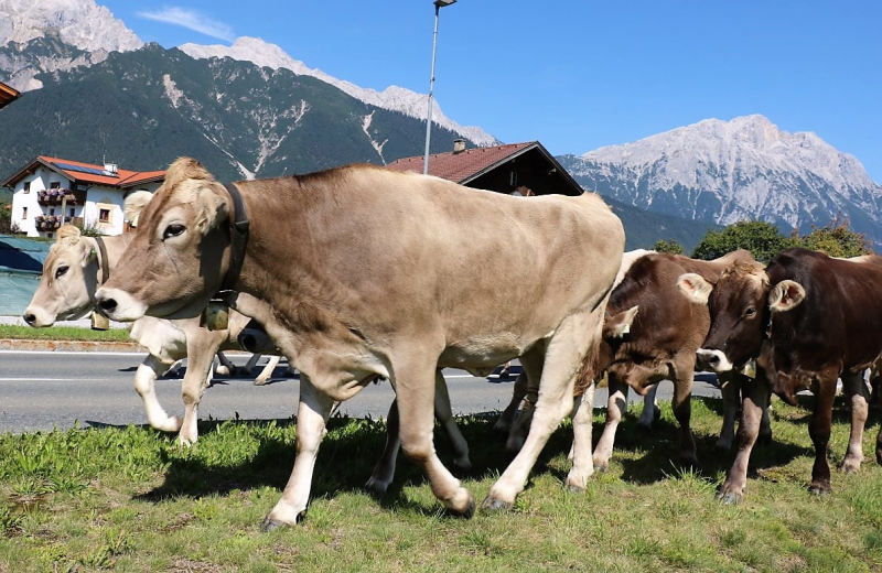 Almabtrieb Hochfeldern Alm 2015