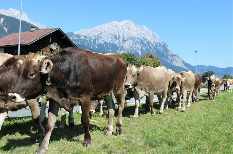 Almabtrieb Hochfeldern Alm 2015