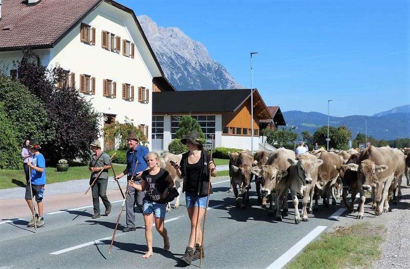 Almabtrieb Hochfeldern Alm 2015