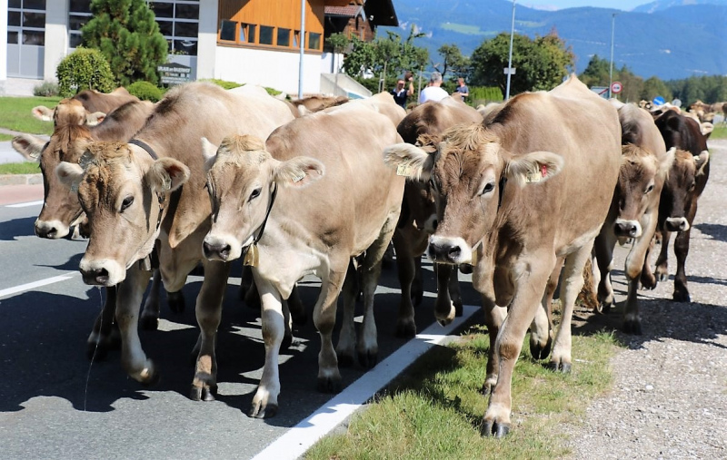 Almabtrieb Hochfeldern Alm 2015