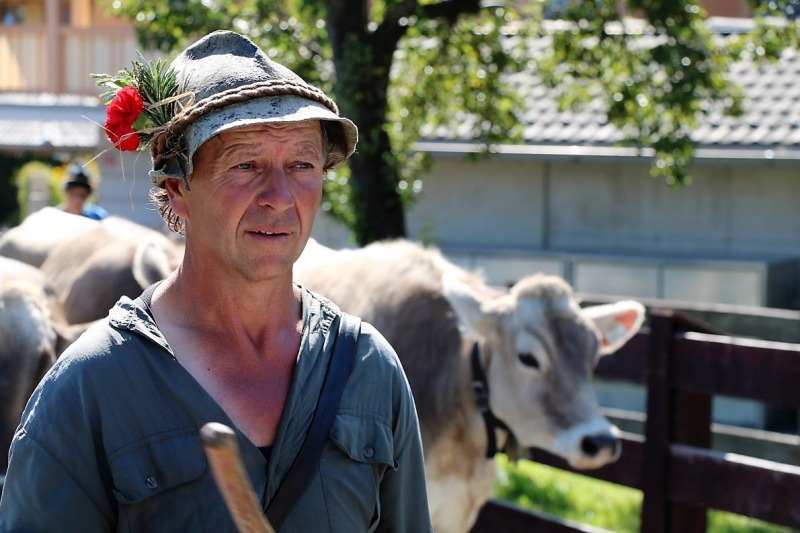 Almabtrieb Hochfeldern Alm 2015