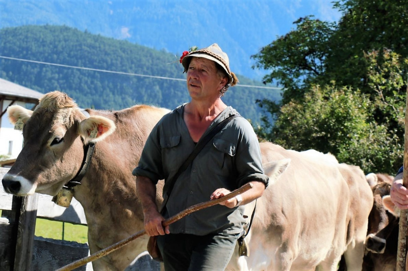Almabtrieb Hochfeldern Alm 2015