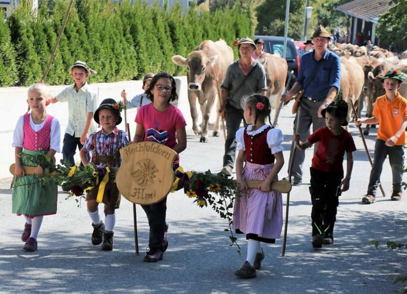 Almabtrieb Hochfeldern Alm 2015
