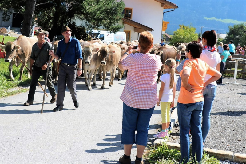 Almabtrieb Hochfeldern Alm 2015