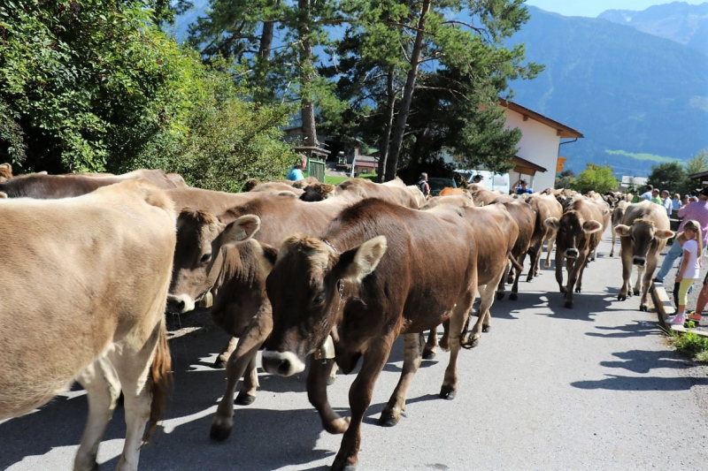 Almabtrieb Hochfeldern Alm 2015