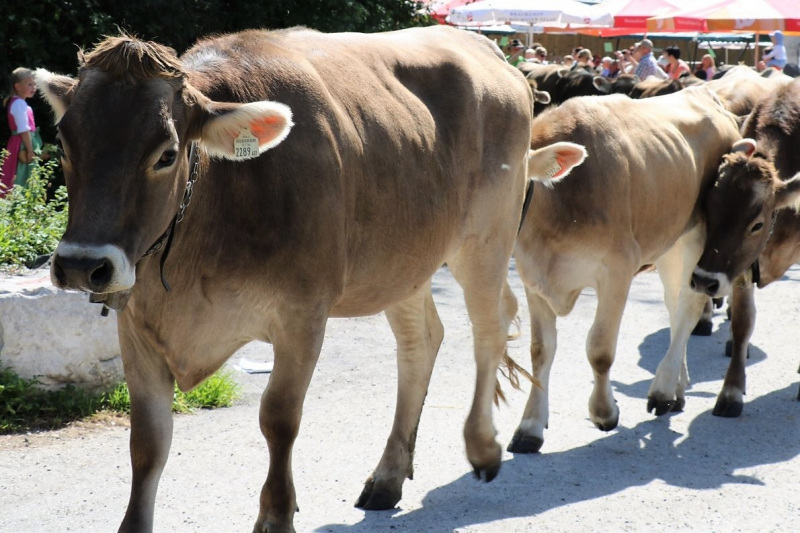 Almabtrieb Hochfeldern Alm 2015