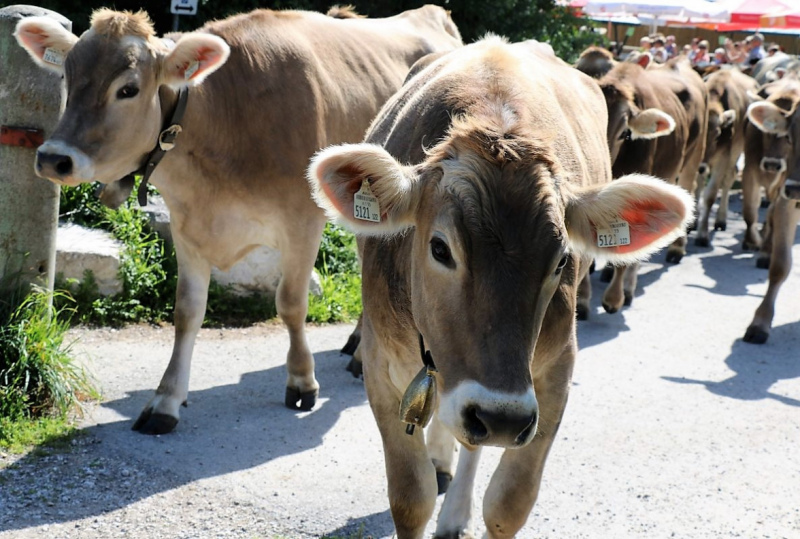 Almabtrieb Hochfeldern Alm 2015