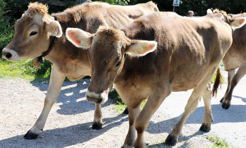 Almabtrieb Hochfeldern Alm 2015