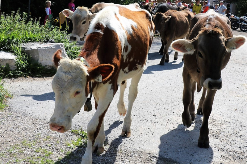 Almabtrieb Hochfeldern Alm 2015