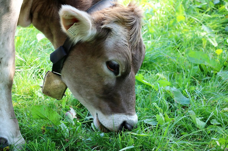 Almabtrieb Hochfeldern Alm 2015