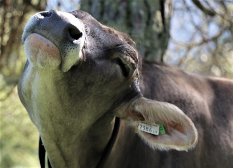 Almabtrieb Hochfeldern Alm 2015