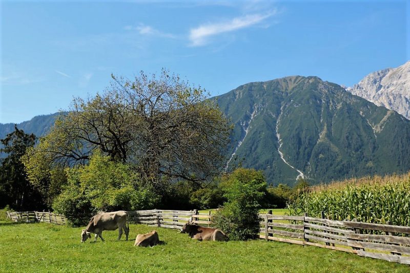 Almabtrieb Hochfeldern Alm 2015