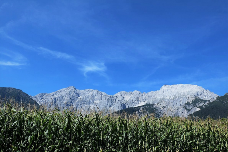 Almabtrieb Hochfeldern Alm 2015