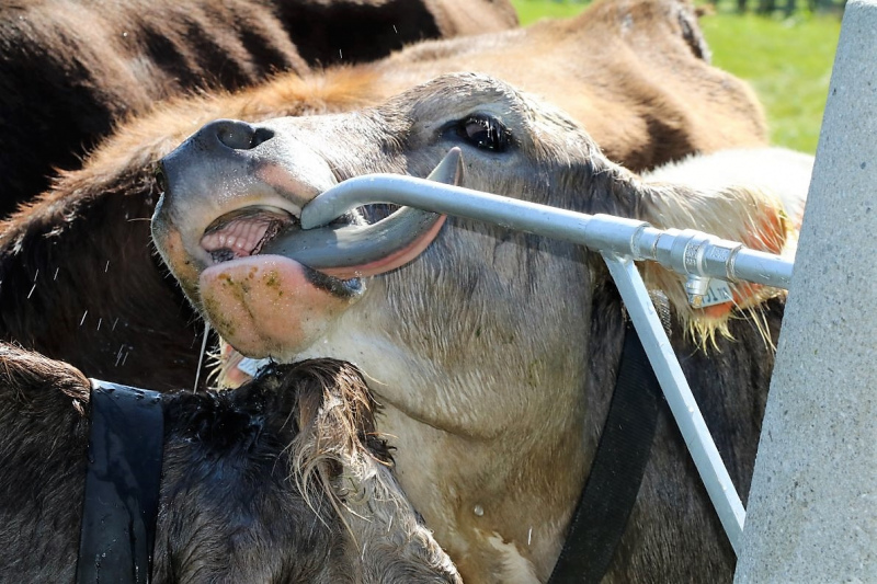Almabtrieb Hochfeldern Alm 2015
