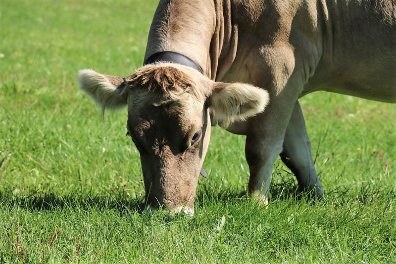 Almabtrieb Hochfeldern Alm 2015