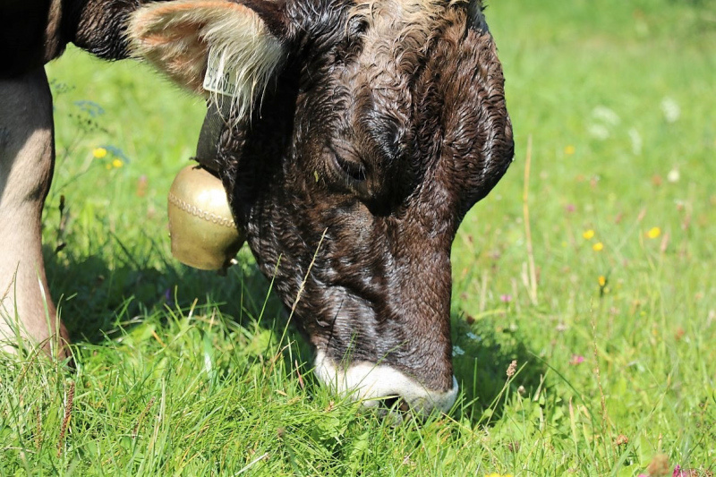 Almabtrieb Hochfeldern Alm 2015