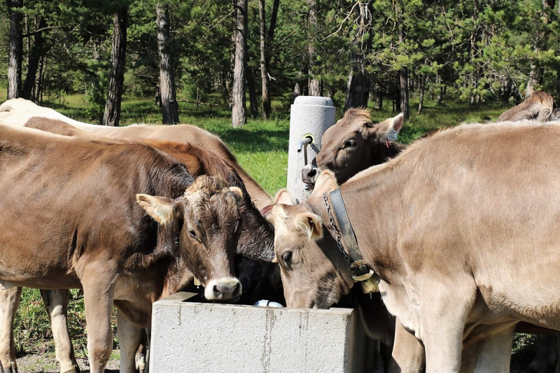 Almabtrieb Hochfeldern Alm 2015