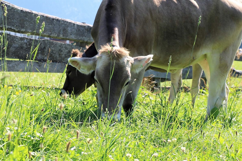 Almabtrieb Hochfeldern Alm 2015