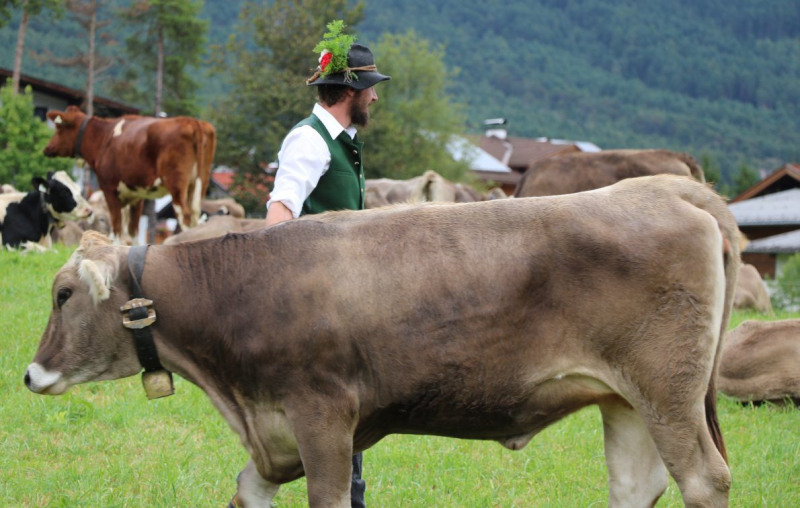 Almabtrieb Hochfeldernalm 2016 – Almvieh wurde wieder geschmückt